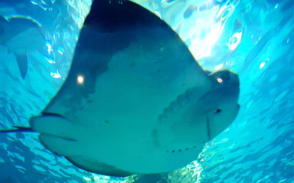 Raia-ticonha
