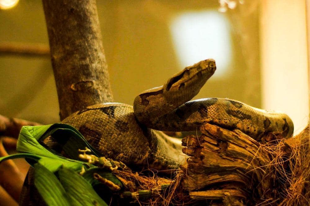 Jibóia "Leopoldo" em terrário da Sabina