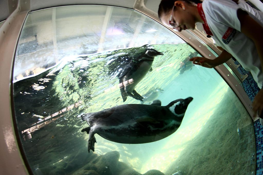 Pinguinário