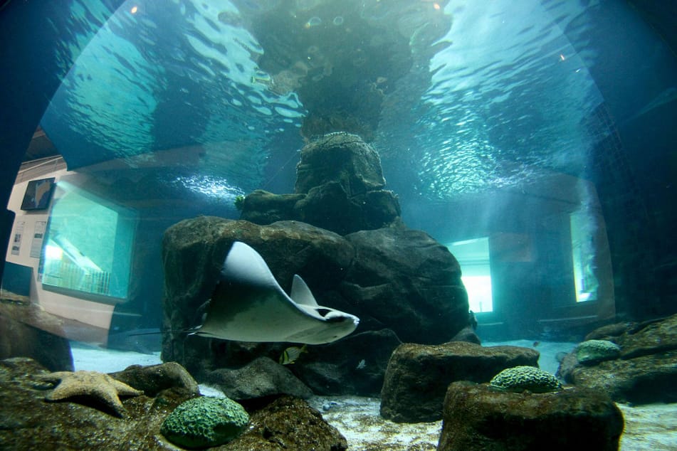 Tanque oceânico.